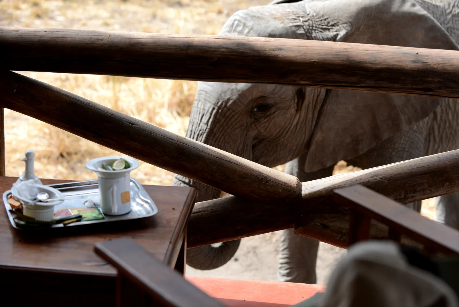 An elephant at the verandah of a Tarangire tented cottage, morning tea on the table